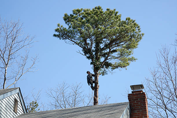 Trusted New Windsor, MD Tree Services Experts